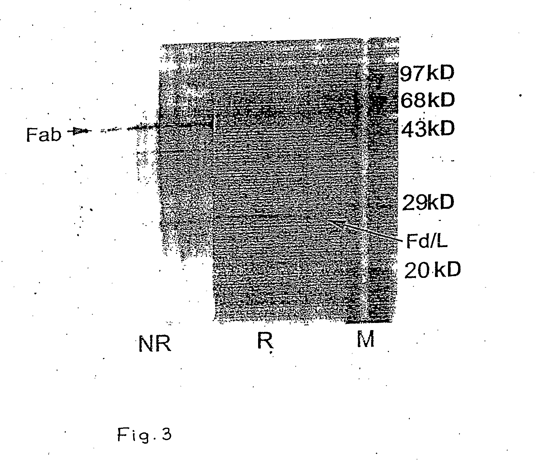 Recombinant Mouse-Human Chimeric Fab Against Hepatitis B Surface Antigen