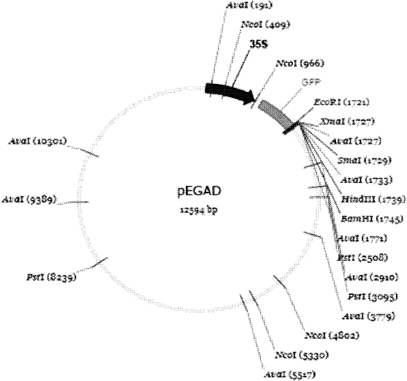 Application of 3'UTR of ebf1 gene mRNA in repressing gene expression