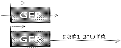 Application of 3'UTR of ebf1 gene mRNA in repressing gene expression