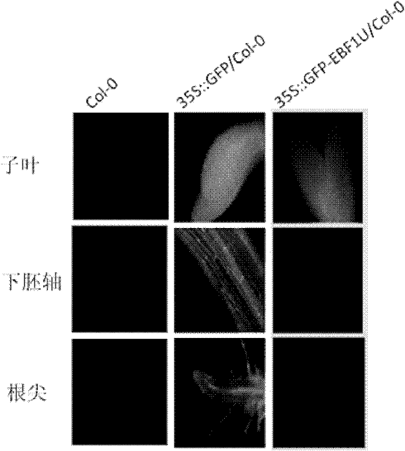 Application of 3'UTR of ebf1 gene mRNA in repressing gene expression