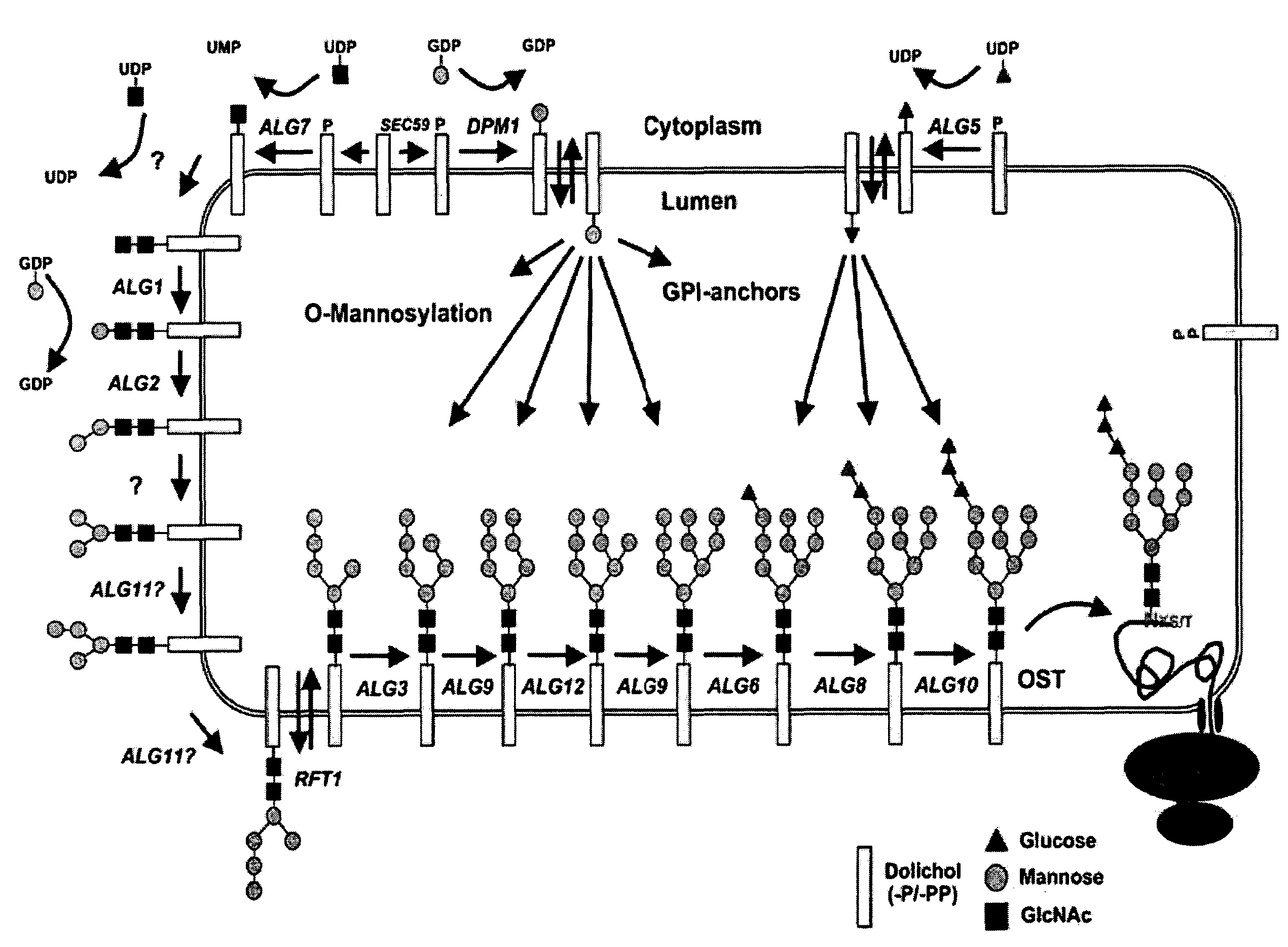 Novel tools for the production of glycosylated proteins in host cells