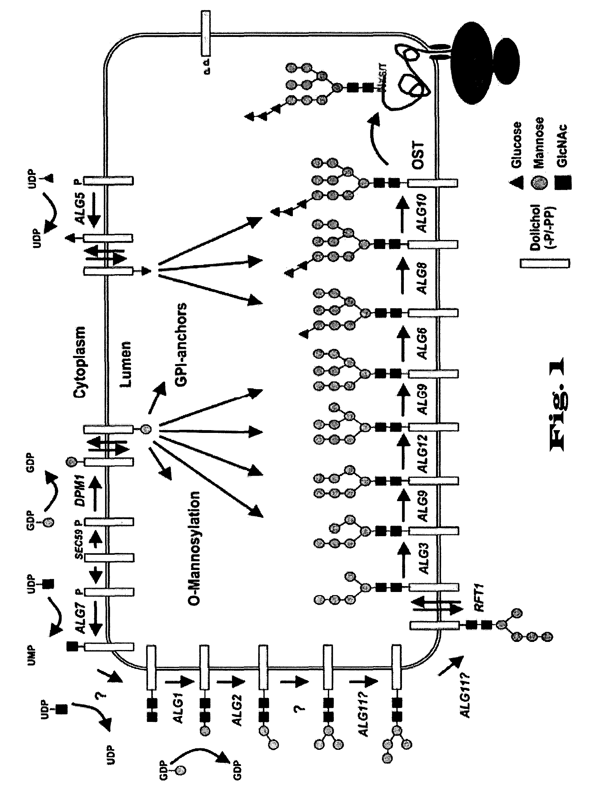 Novel tools for the production of glycosylated proteins in host cells