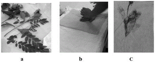 Plant transfer printing cloth and preparation method thereof