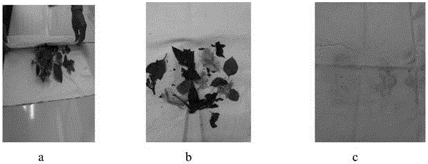 Plant transfer printing cloth and preparation method thereof