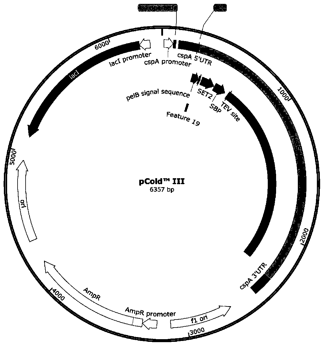 Construction method of heparin C5 isomerase high-catalytic-activity strain