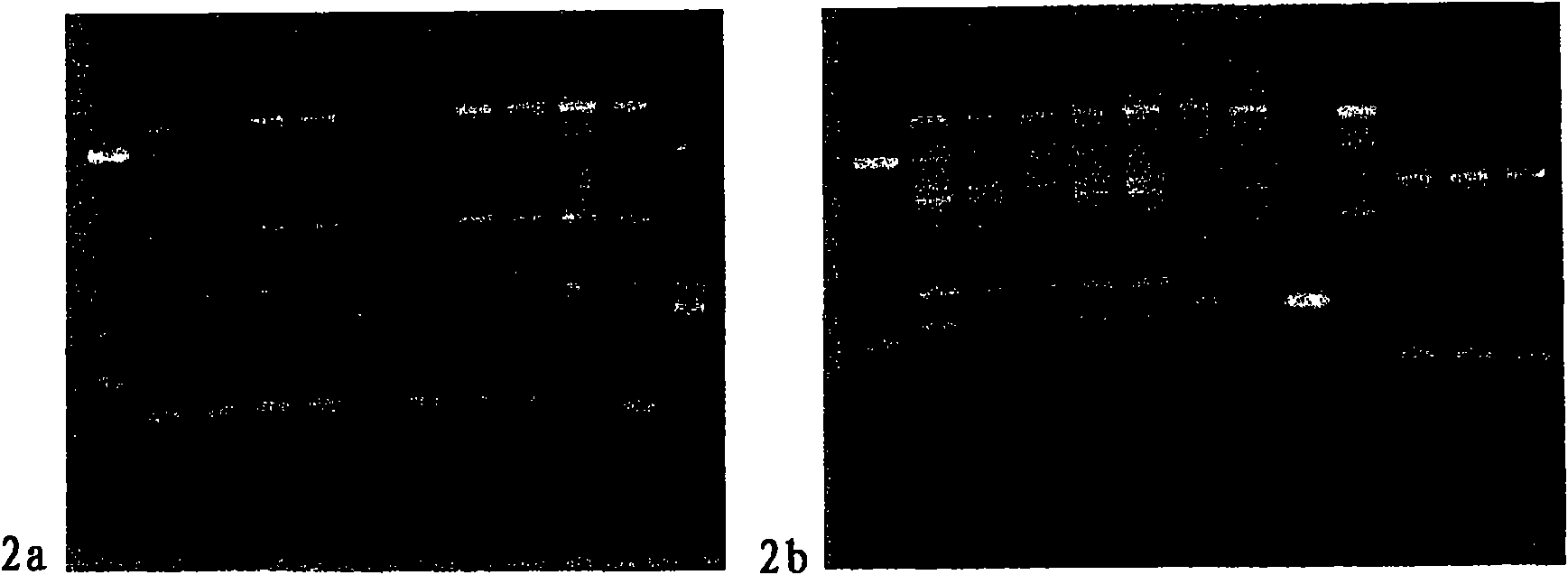 Carbohydrate specific cellular immunity inducing microorganisms and fractions thereof