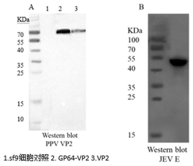 Porcine parvovirus and Japanese encephalitis bivalent subunit vaccine as well as preparation method and application thereof