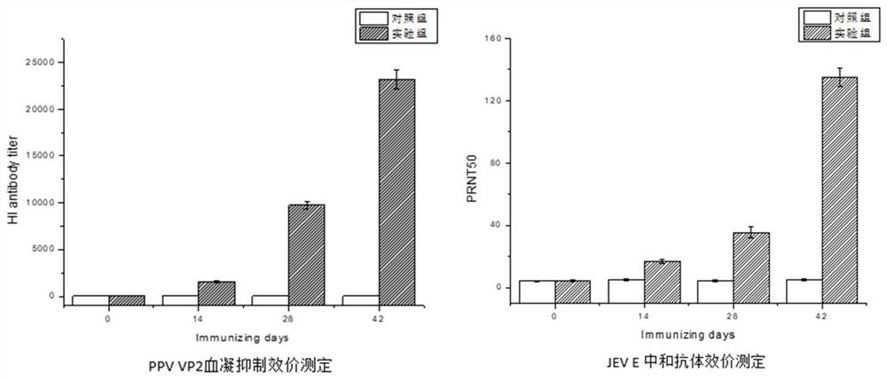 Porcine parvovirus and Japanese encephalitis bivalent subunit vaccine as well as preparation method and application thereof