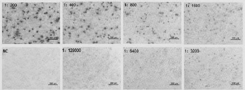 Preparation method and application of anti-PCV2 monoclonal antibody