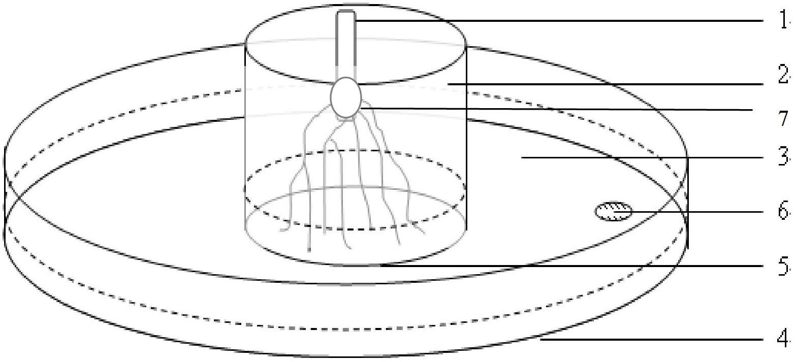 Detection method for growth state of roots of banana temporarily-planted seedlings