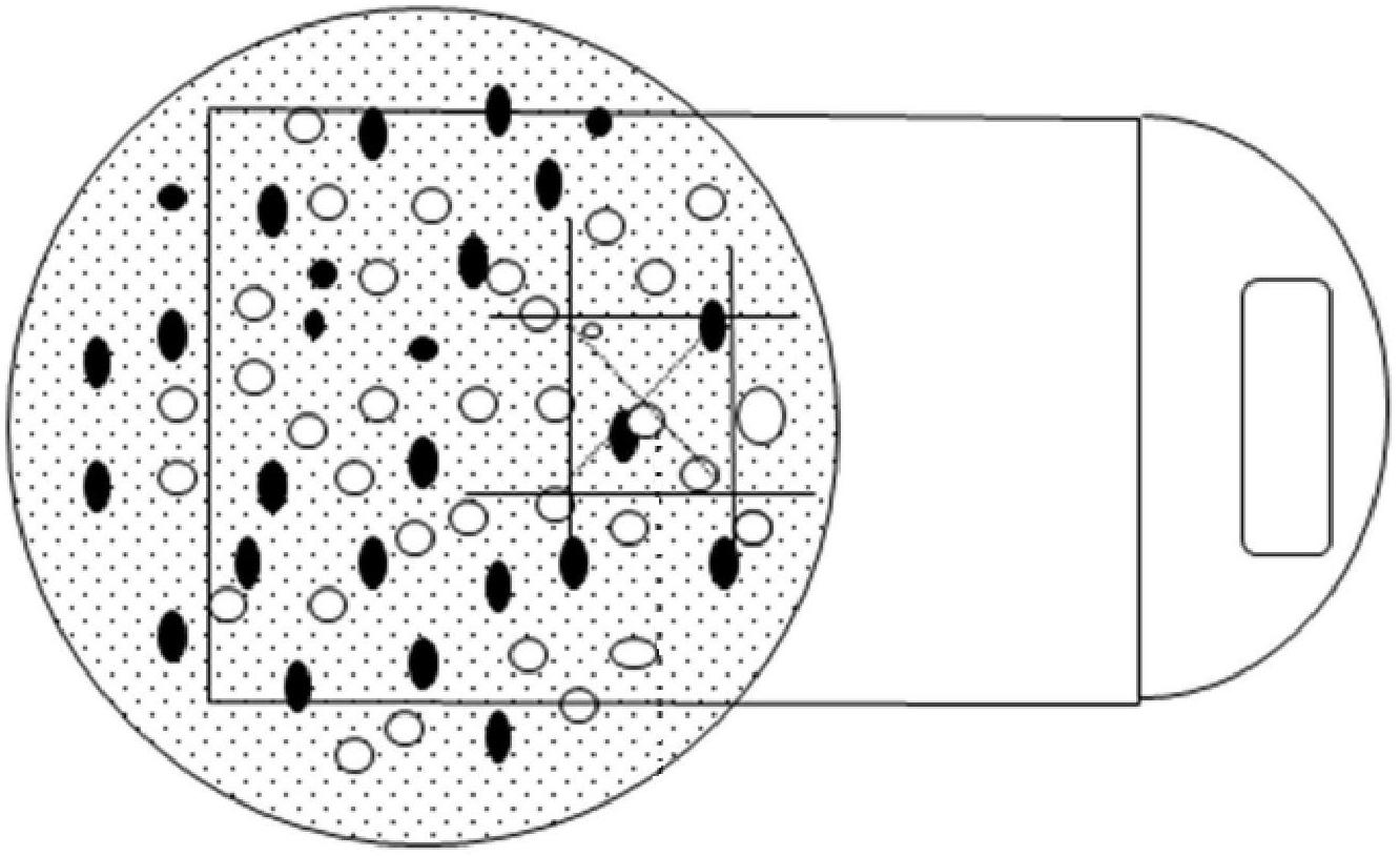 Detection method for growth state of roots of banana temporarily-planted seedlings