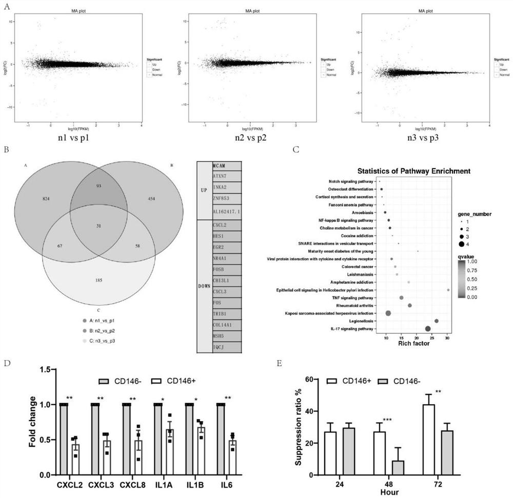 Application of CD146 + mesenchymal stem cell subpopulation in preparation of medicine for preventing and treating premature ovarian failure