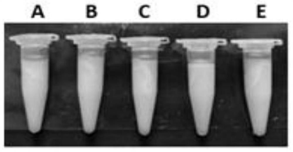 Salvia extract nanocrystal self-stabilizing pickering emulsion and preparation method thereof