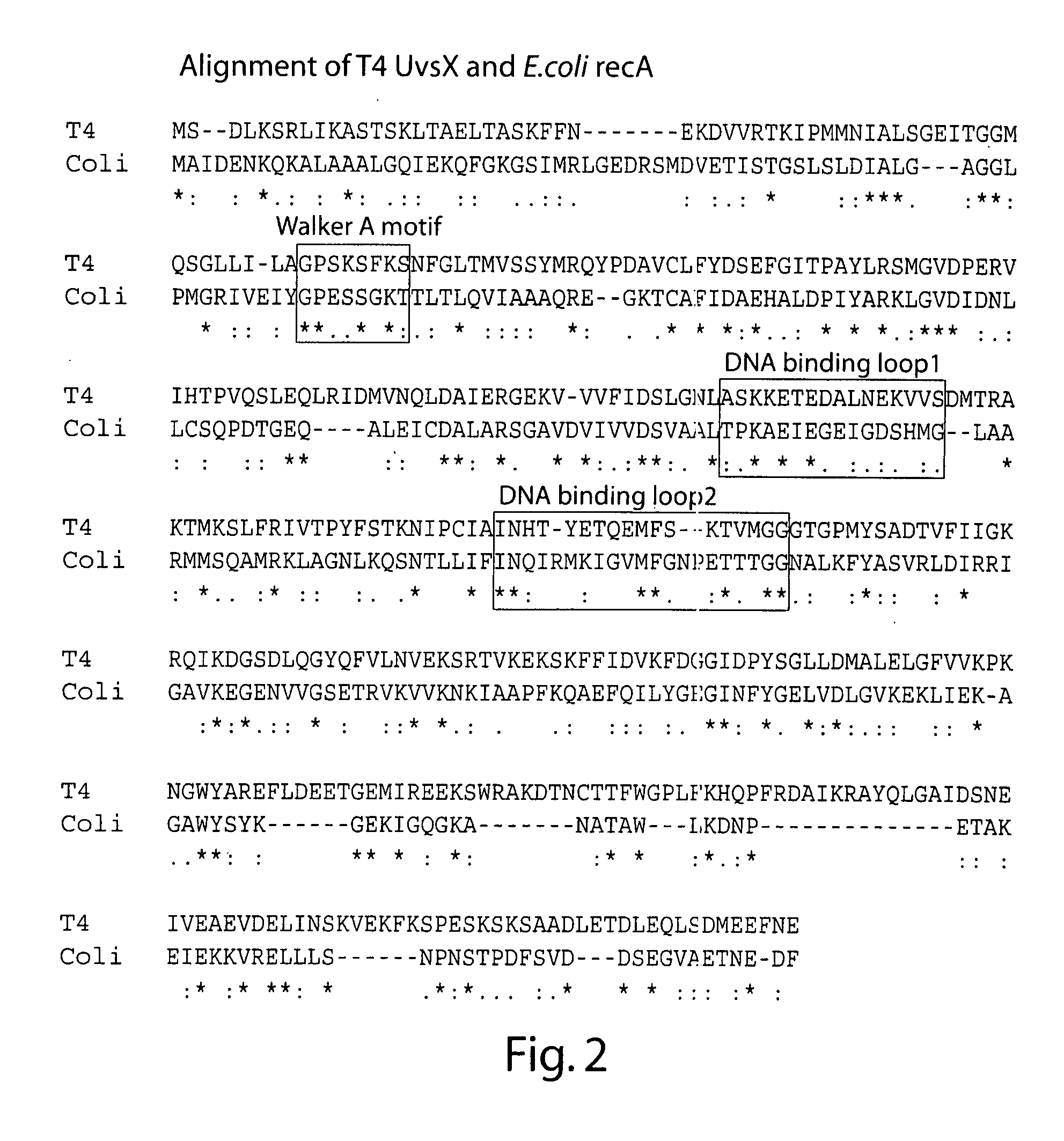 Recombinase polymerase amplification