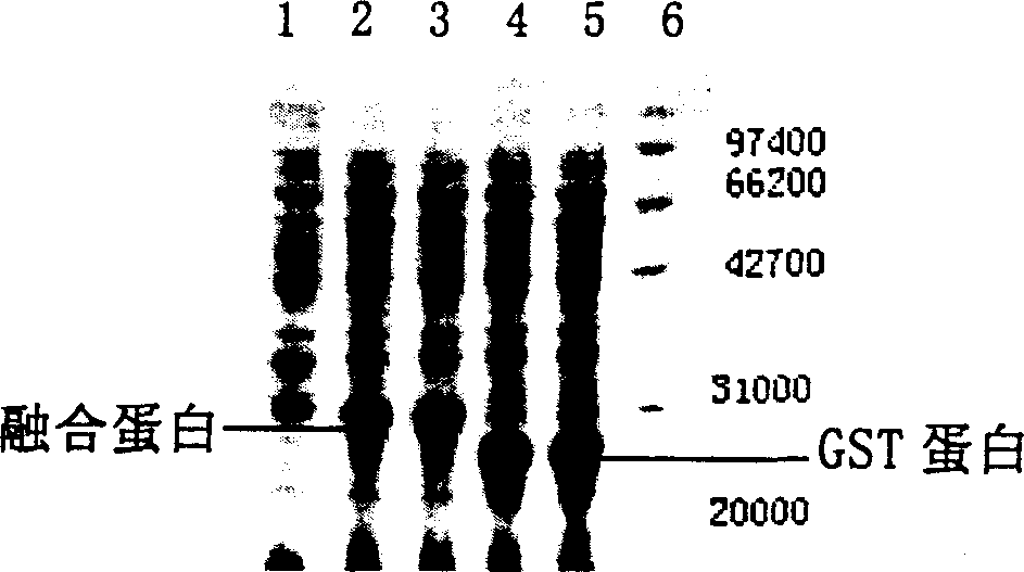 Production of reorganized human parathyroid hormone 1-34 peptide