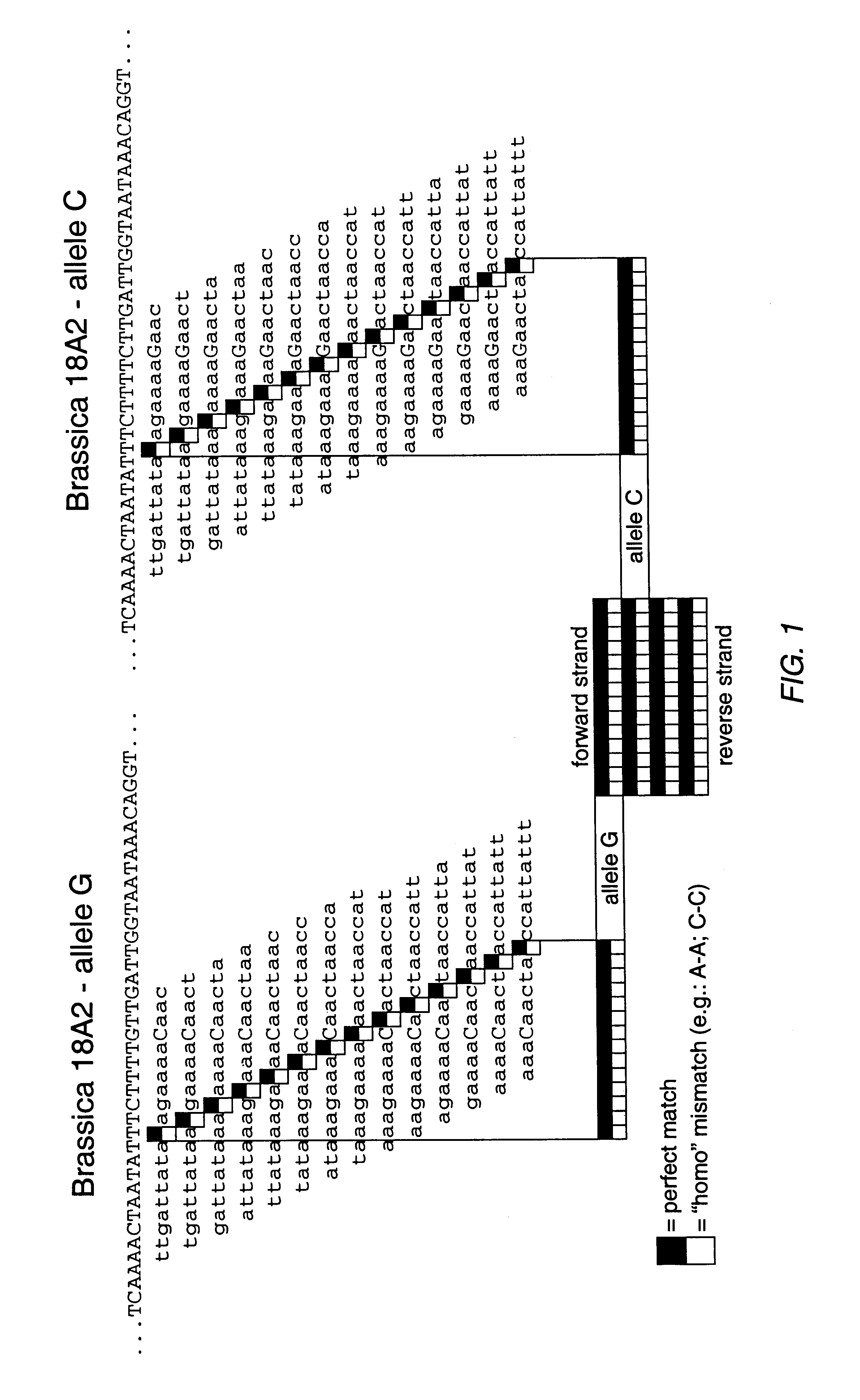 Brassica polymorphisms