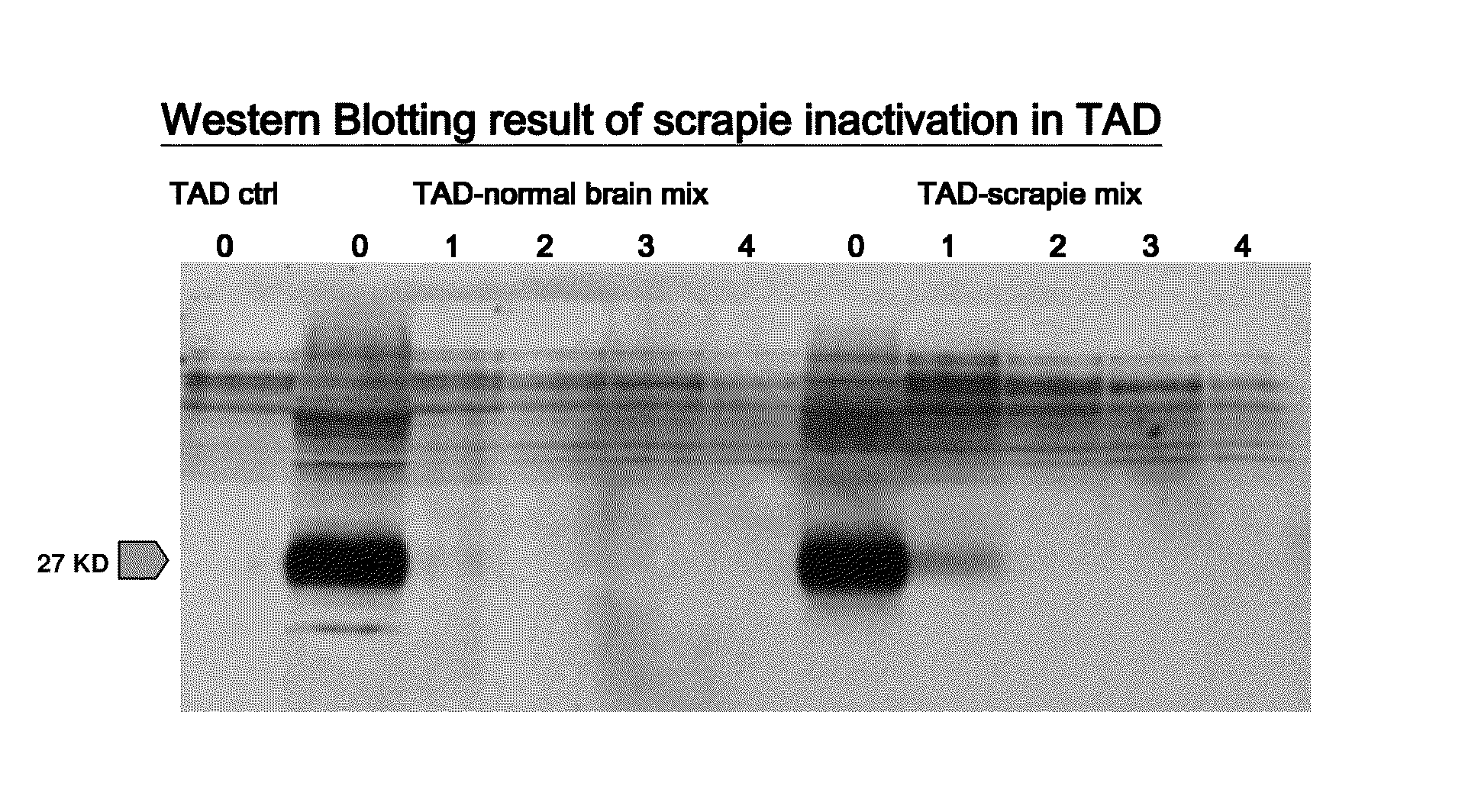 Use of Anaerobic Digestion to Destroy Biohazards and to Enhance Biogas Production