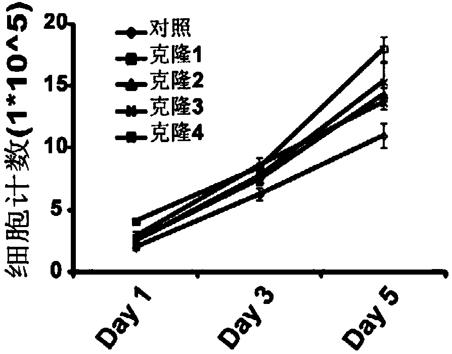 Construction method of gene knockout CHO cell line and application of gene knockout CHO cell line in expression of therapeutic recombinant proteins