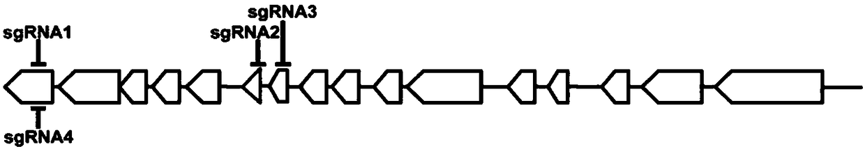 Construction method of gene knockout CHO cell line and application of gene knockout CHO cell line in expression of therapeutic recombinant proteins