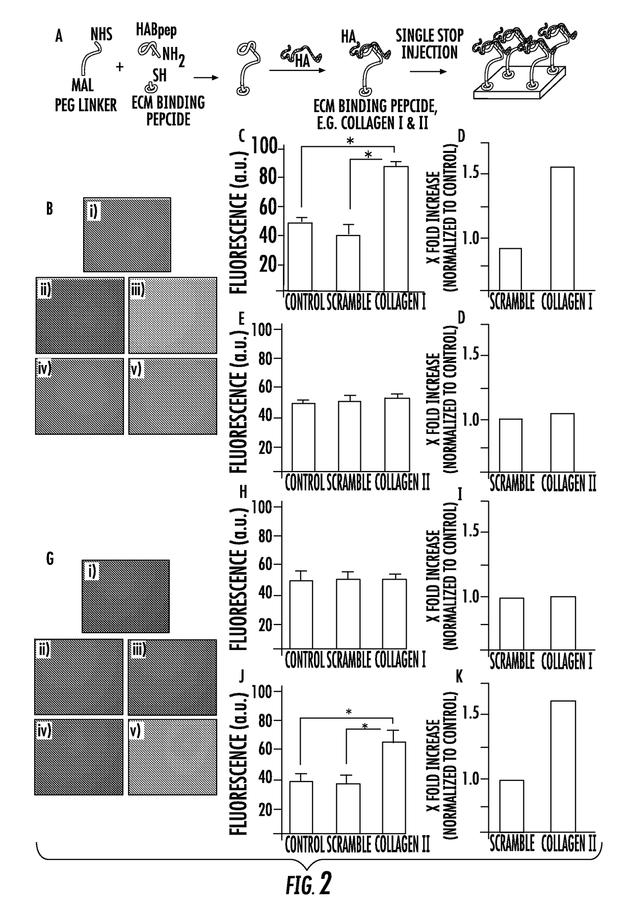 Biomaterials comprising hyaluronic acid binding peptides and extracellular matrix binding peptides for hyaluronic acid retention and tissue engineering applications