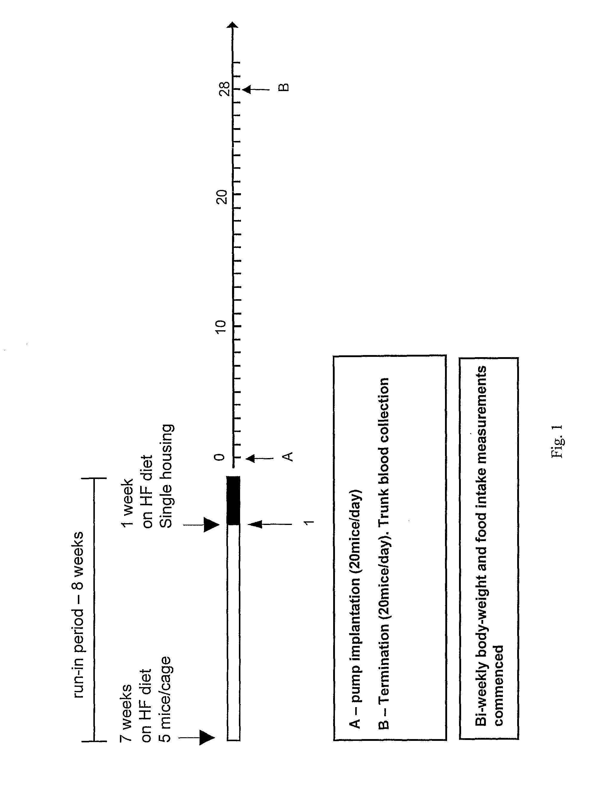 Peptide Yy Analogues