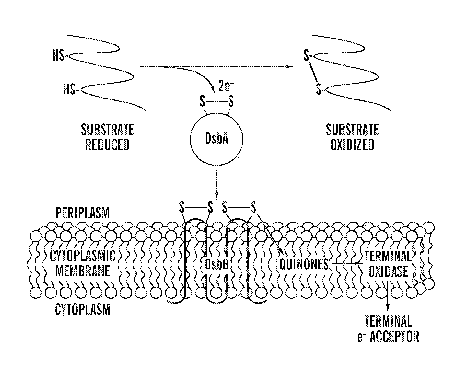 Antimicrobial agents that target bacterial vkor