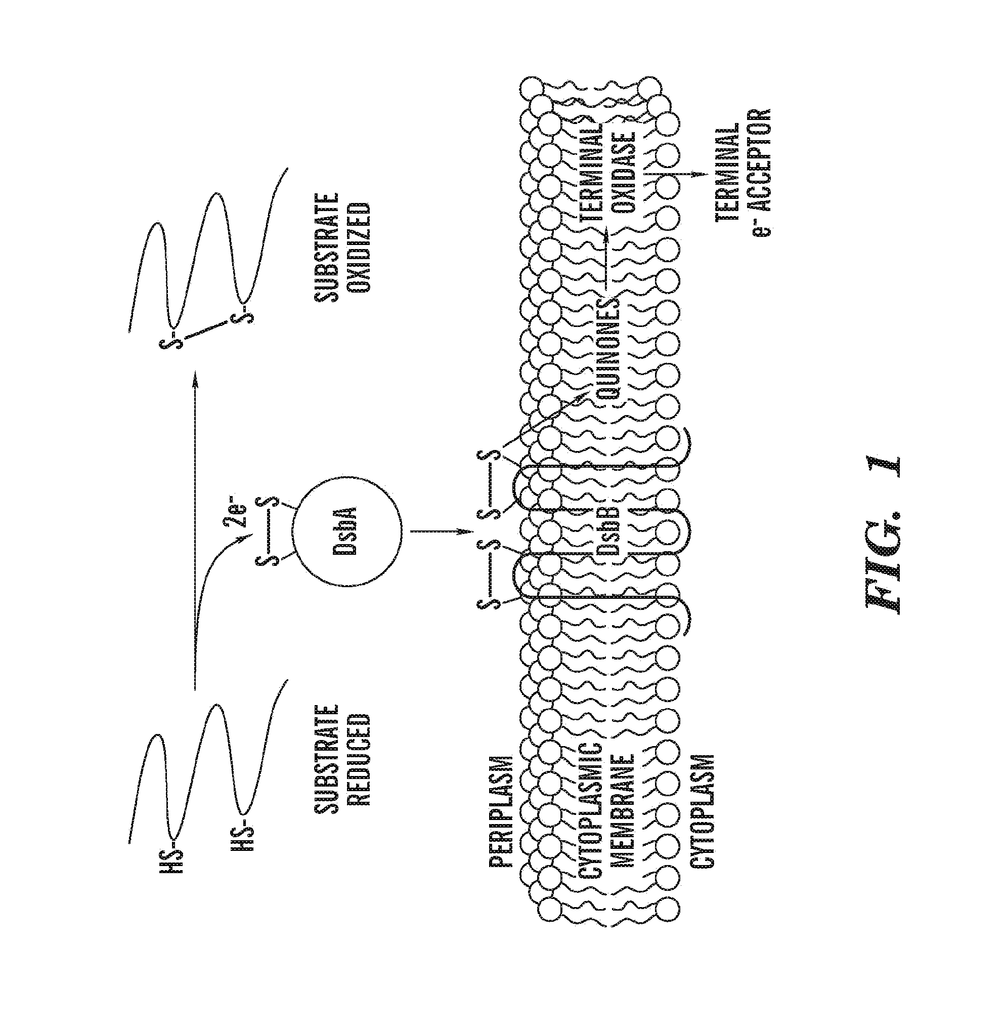 Antimicrobial agents that target bacterial vkor