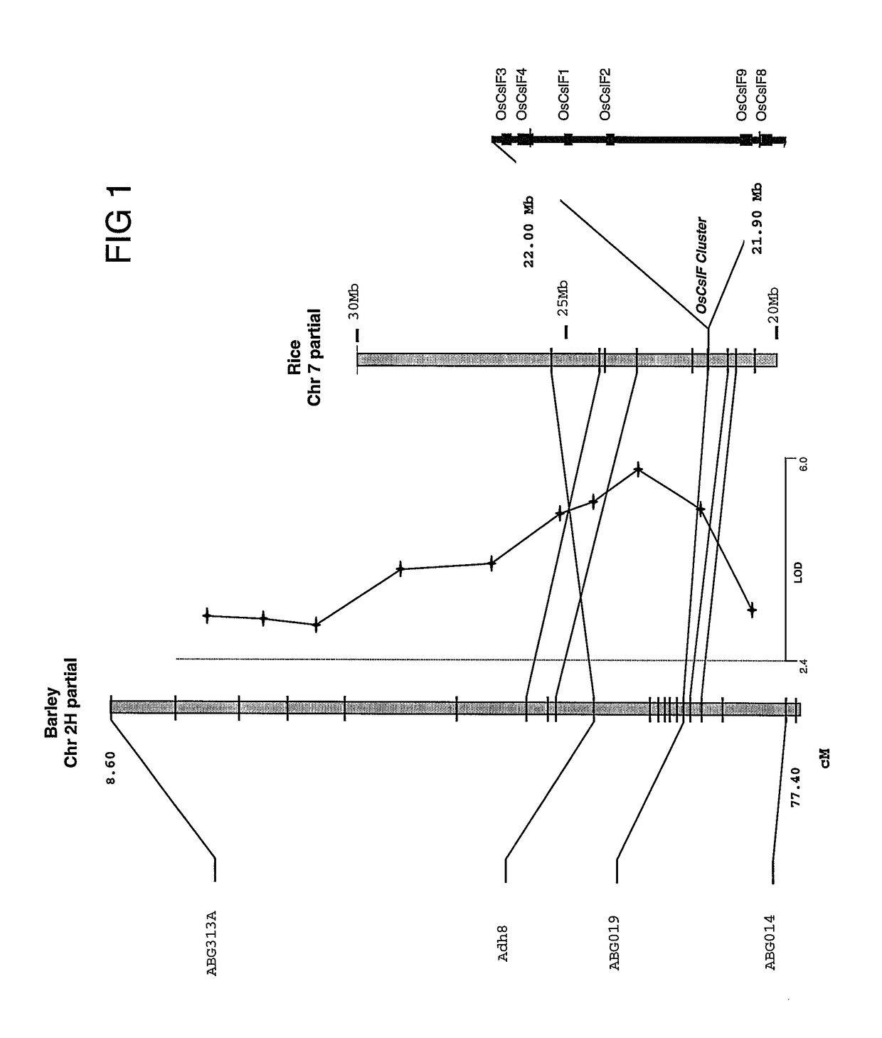 Polysaccharide synthases