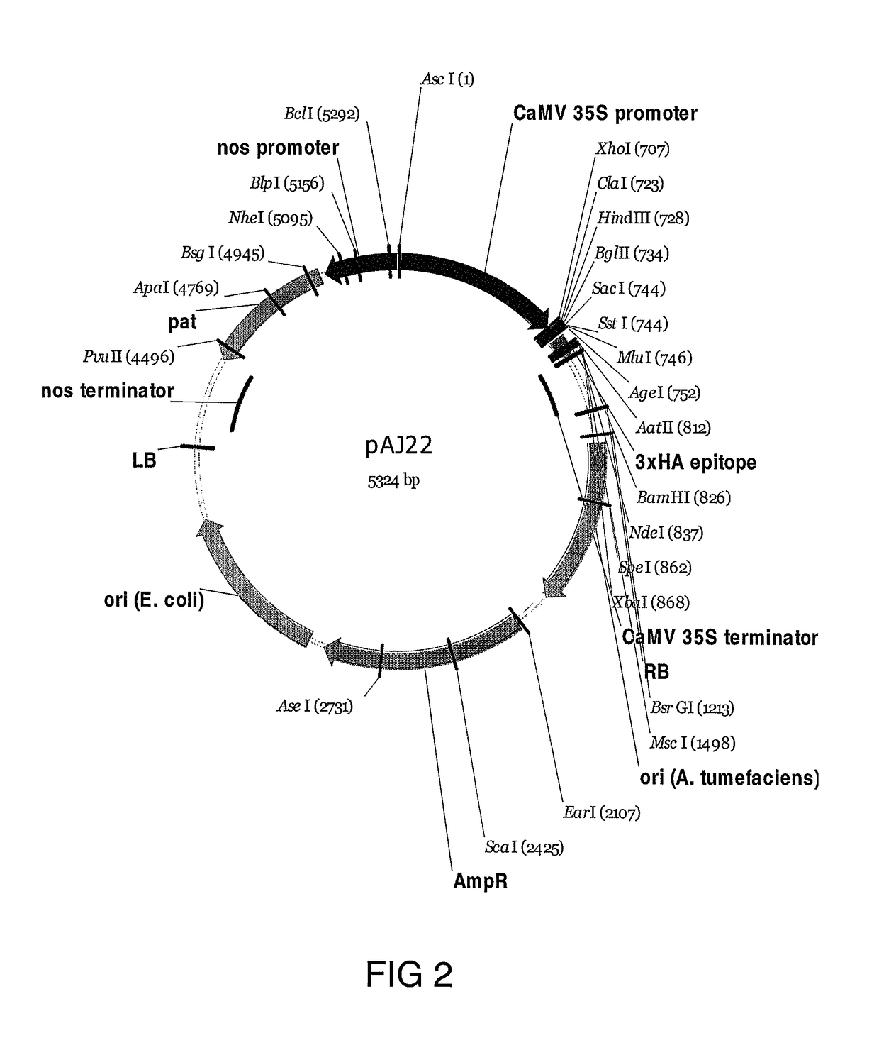 Polysaccharide synthases