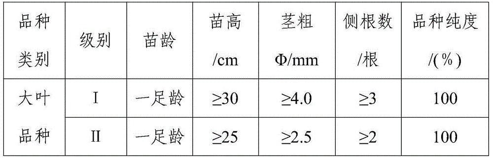 Ancient tea rapid cultivation method