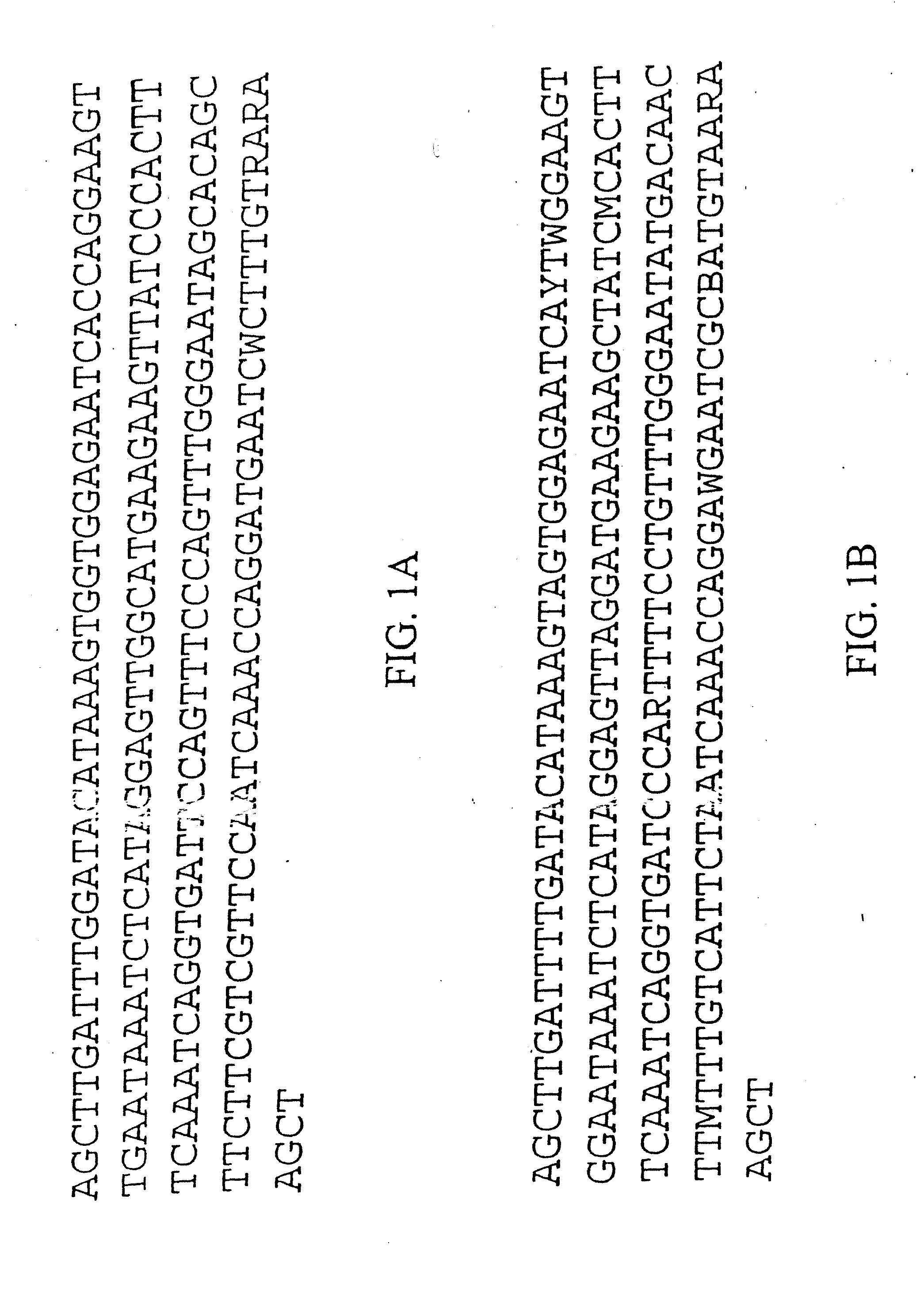 Plant Centromere Compositions