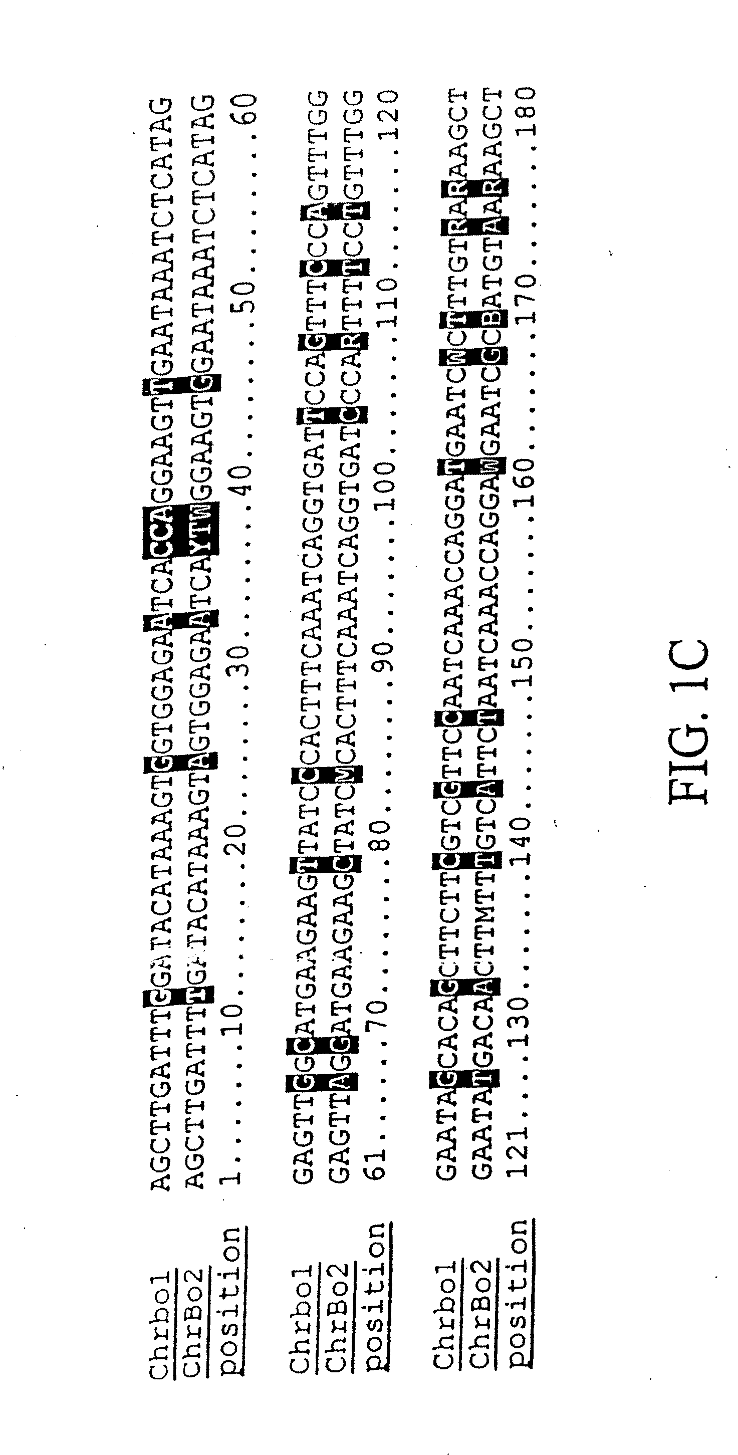 Plant Centromere Compositions