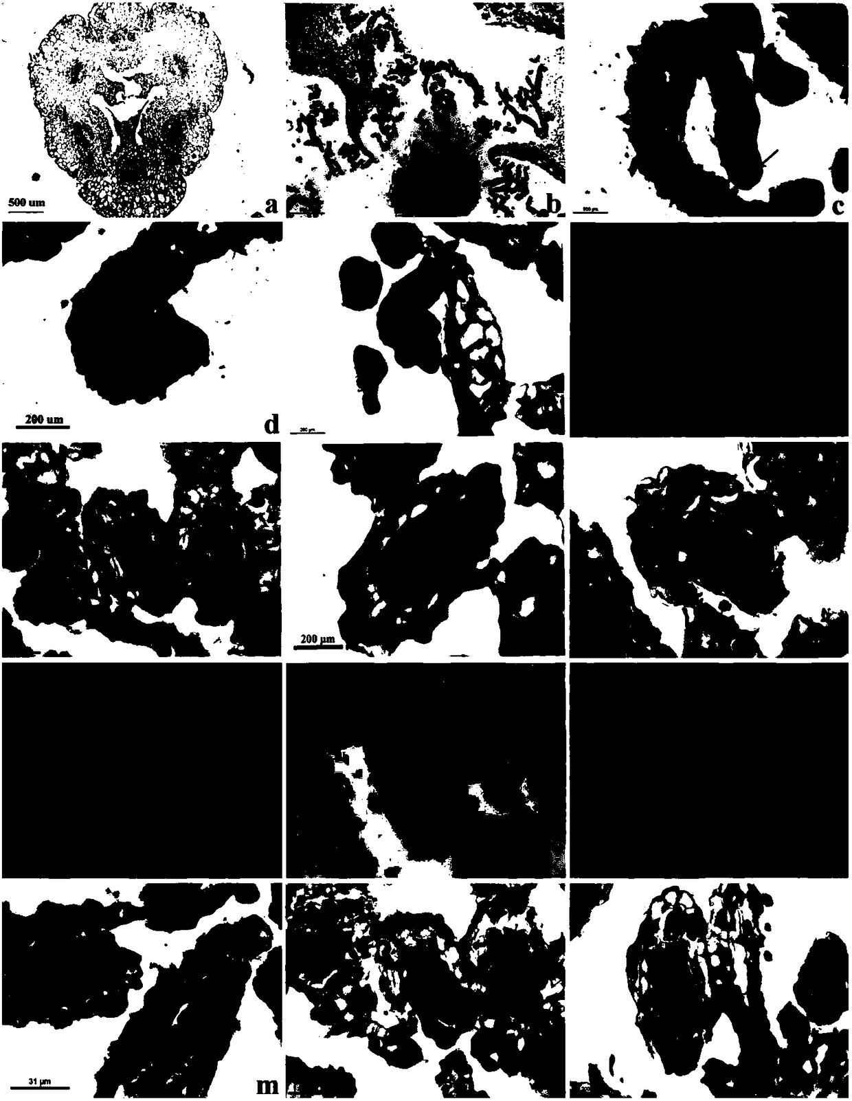 Method for promoting aseptic germination of Dendrobium officinale and culture medium used therein, and application of method