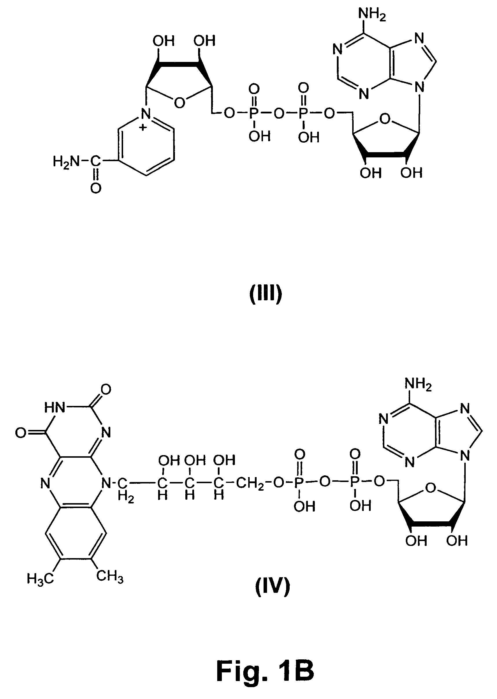 RNA containing coenzymes, biotin, or fluorophores, and methods for their preparation and use