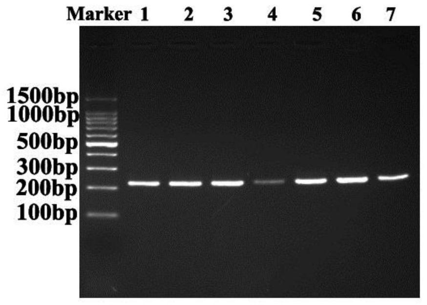 A uveal melanoma metastasis risk prediction kit