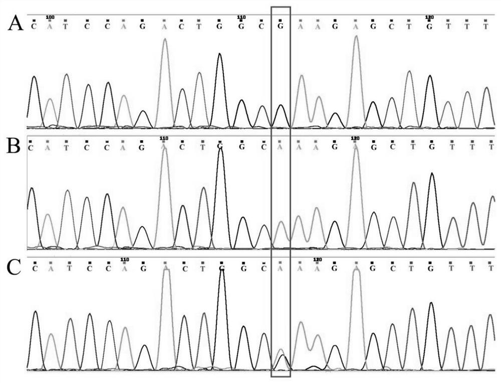 A uveal melanoma metastasis risk prediction kit