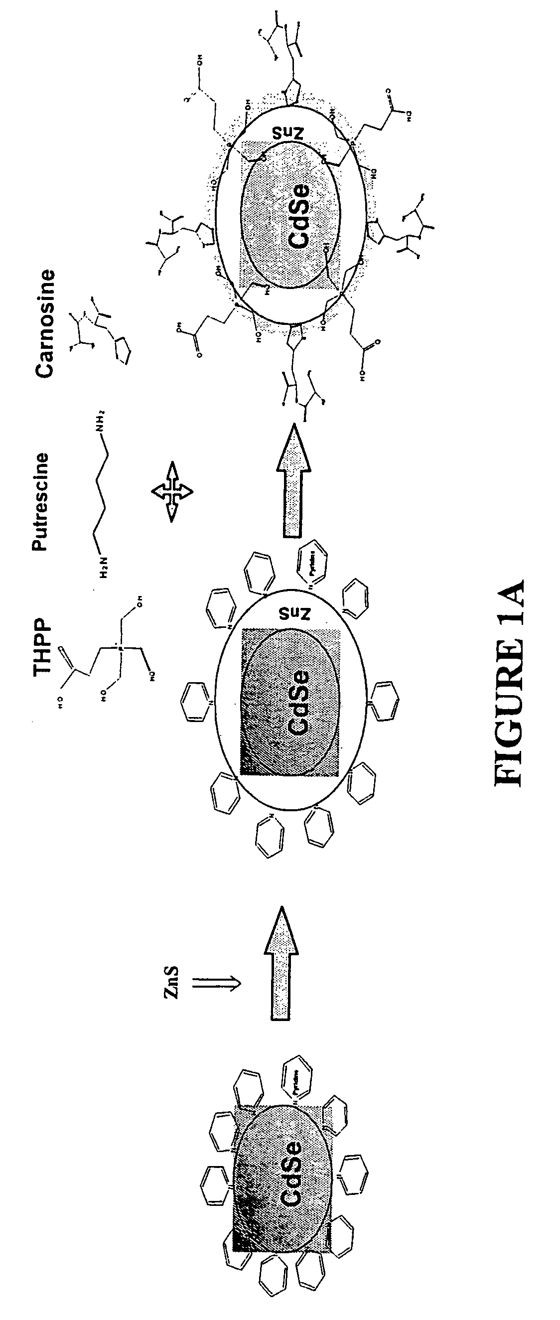 Highly luminescent functionalized semiconductor nanocrystals for biological and physical applications