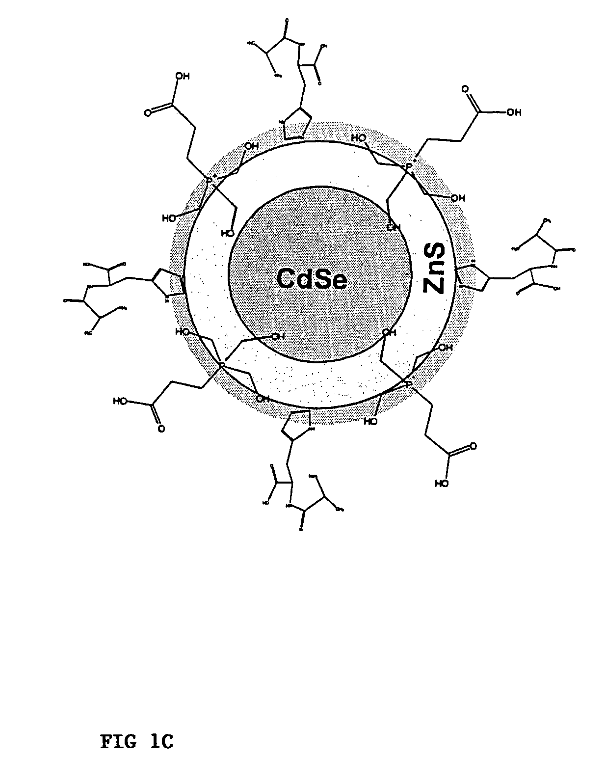 Highly luminescent functionalized semiconductor nanocrystals for biological and physical applications