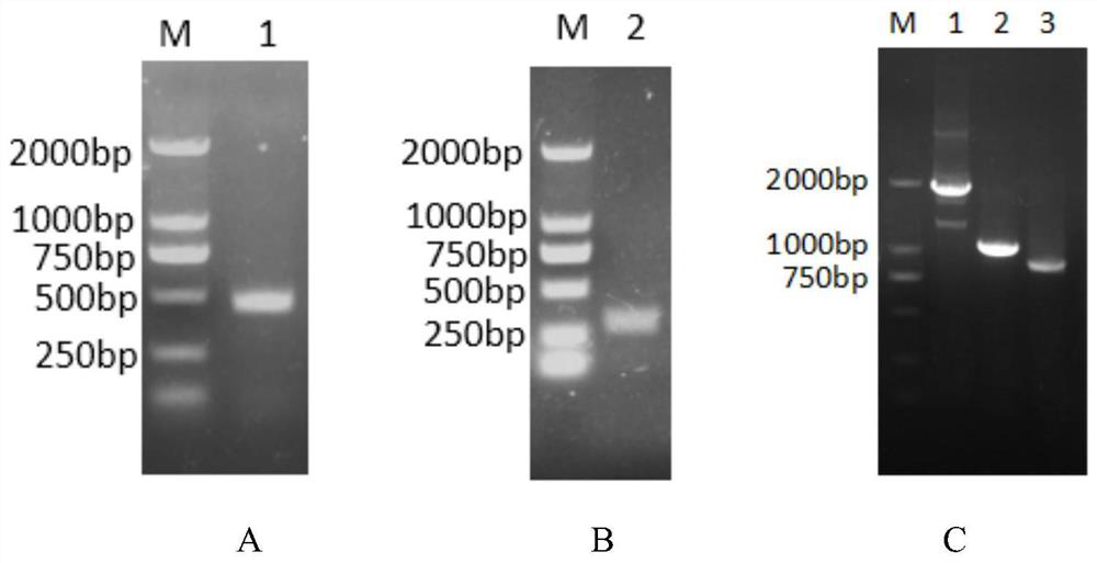 Recombinant canine sourced antibody scFv-Fc against H3N2 canine influenza virus