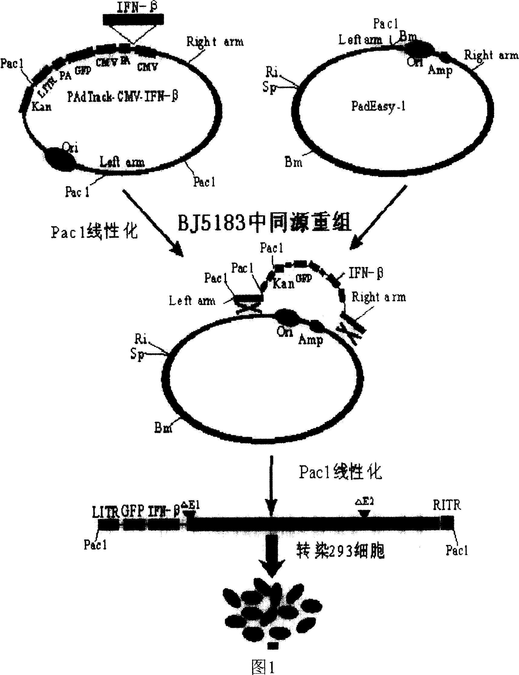 Porcine beta-interferon recombinant adenovirus and its construction method and application