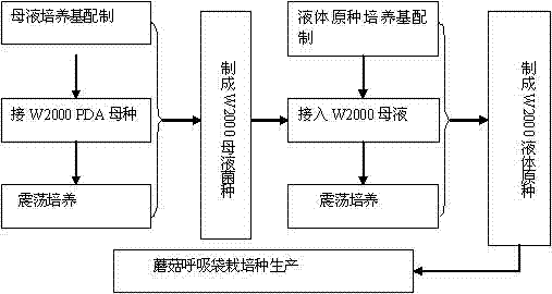 Optimized formula and preparation process for W2000 liquid stock of mushroom breathing bag cultivated species