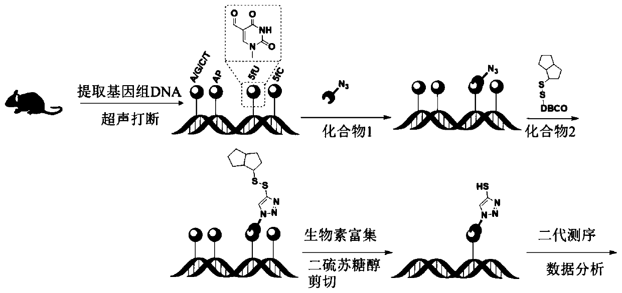 A kind of specific chemical labeling compound of 5-formyl uracil, labeling method and application