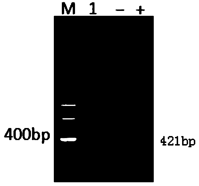 Avian reovirus virus strain and application