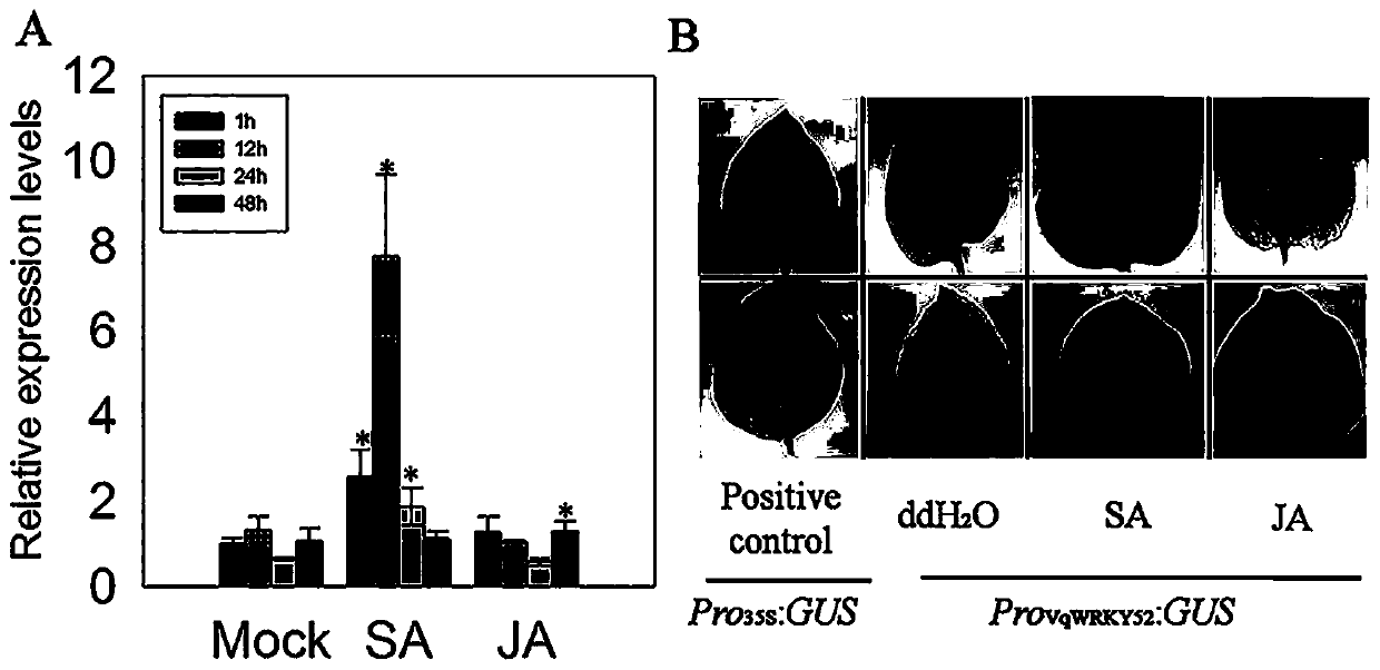 Disease resistance gene of wild grapevine and its application