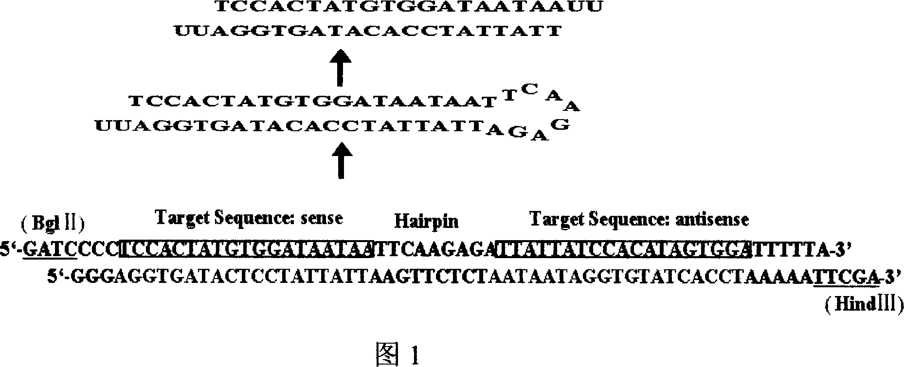 Application of siRNA suppressing human Ezrin gene expression in the research on esophagus carcinoma proliferation