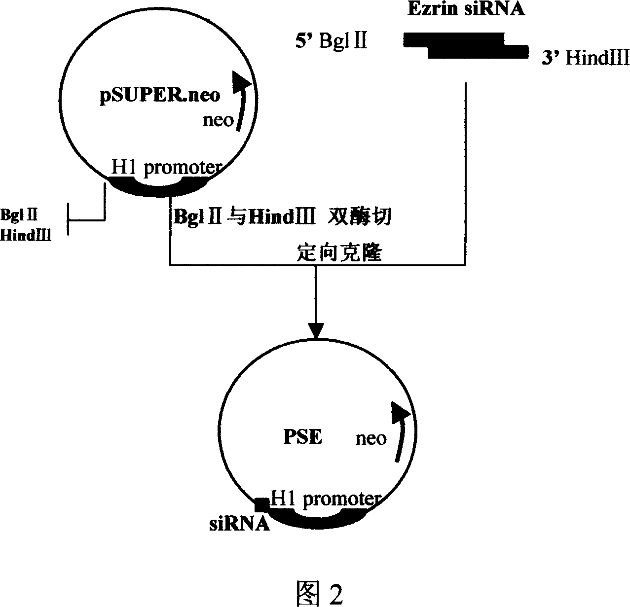 Application of siRNA suppressing human Ezrin gene expression in the research on esophagus carcinoma proliferation