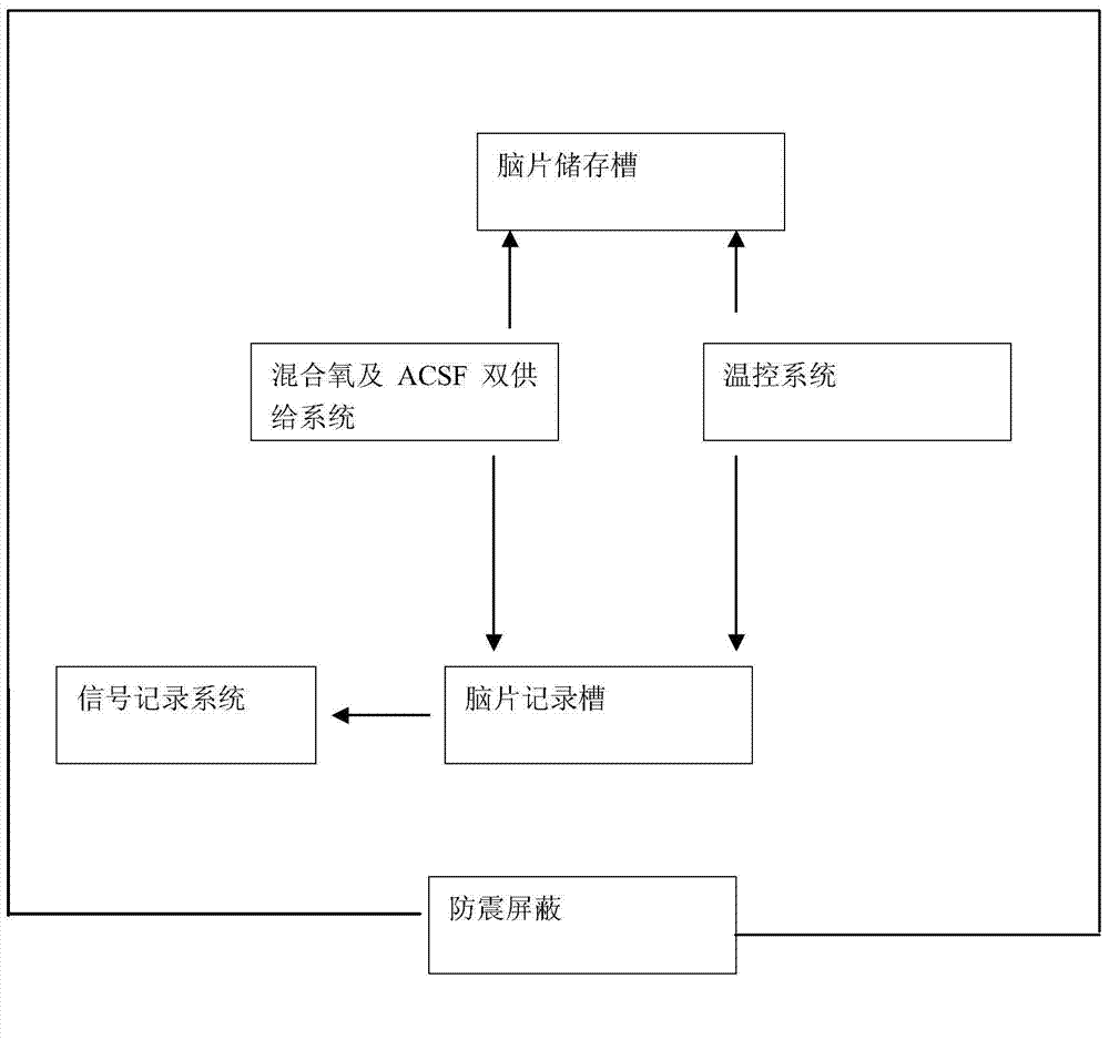 In vivo brain slice nerve network oscillation recording system and recording method thereof