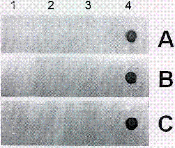 Horseradish peroxidase black developer, and preparation method and application thereof