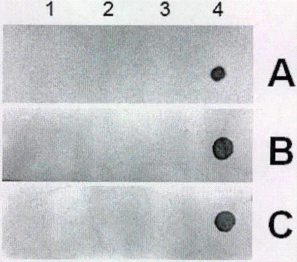 Horseradish peroxidase black developer, and preparation method and application thereof