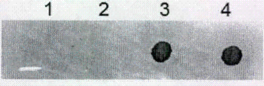 Horseradish peroxidase black developer, and preparation method and application thereof